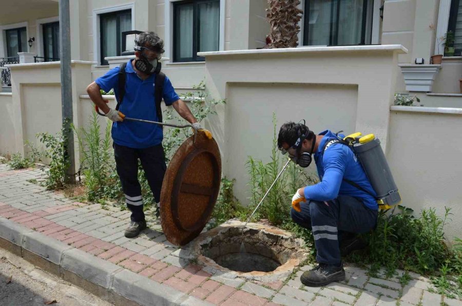 Antalya’da Vektörel Mücadele Kültürel, Fiziksel, Biyolojik Ve Kimyasal Olarak Gerçekleştiriliyor