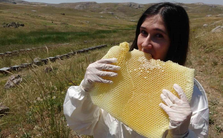 Toroslarda Bereketli Hasat: Eğriçayır Yaylası’nda Petekler Balla Dolup Taştı