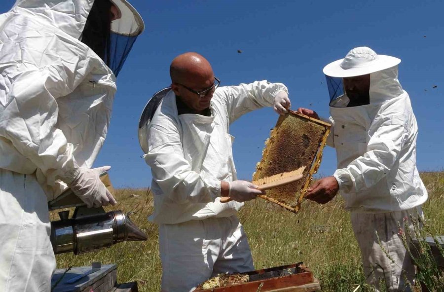 Toroslarda Bereketli Hasat: Eğriçayır Yaylası’nda Petekler Balla Dolup Taştı