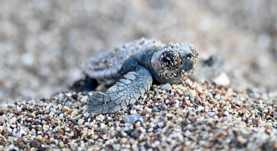 Antalya’da Caretta Caretta Yavruları Denizle Buluştu