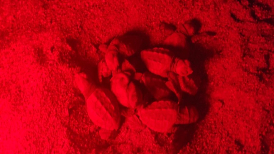 Manavgat’ta Caretta Caretta Yavrularına Koruma Nöbeti