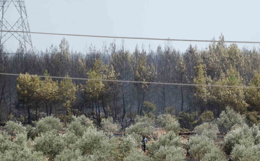 Antalya’da Ormanlık Alandaki Yangın Kontrol Altına Alındı