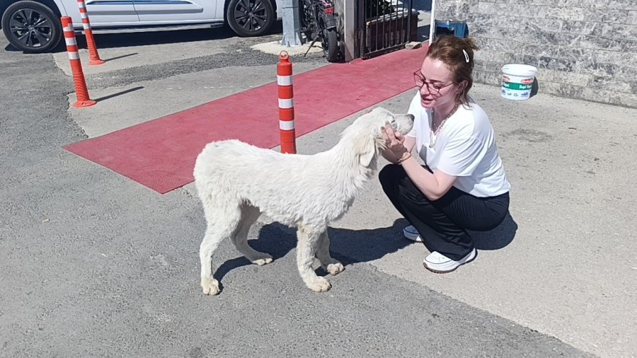 Mahsur Kalan Köpeğin Sesini Sadece O Duydu, Kurtarıldığında Gözyaşlarına Boğuldu