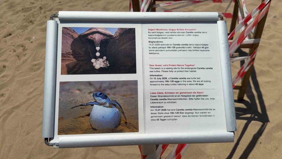 Antalya’da ’caretta Caretta’ Yuvası Bilmecesi