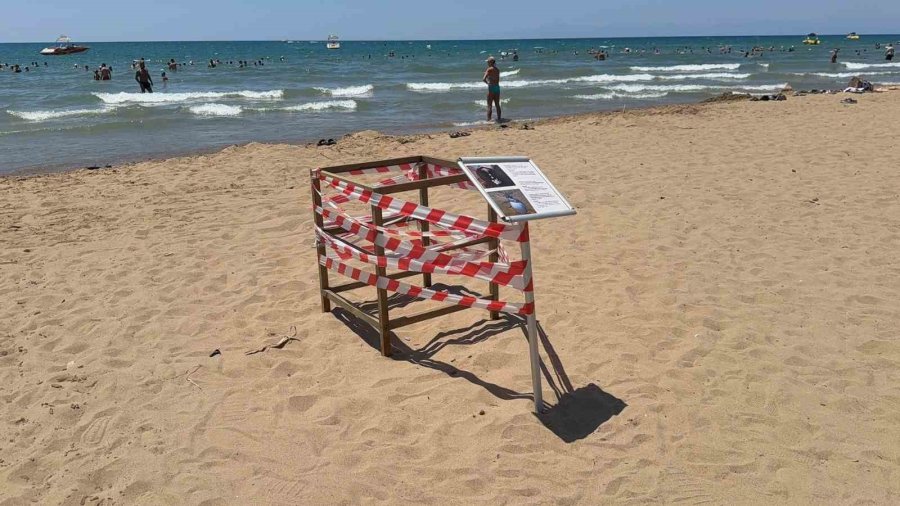 Antalya’da ’caretta Caretta’ Yuvası Bilmecesi