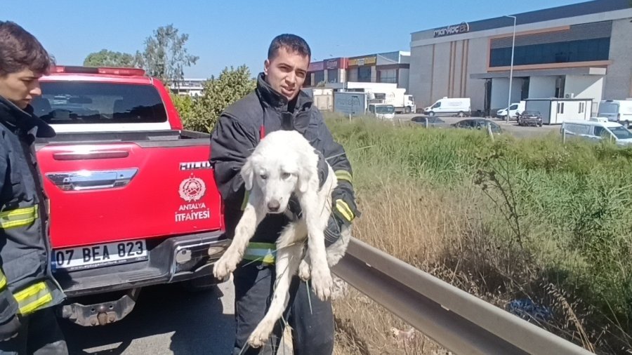 Mahsur Kalan Köpeğin Sesini Sadece O Duydu, Kurtarıldığında Gözyaşlarına Boğuldu