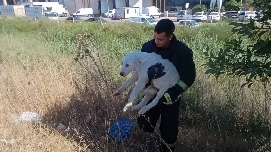 Mahsur Kalan Köpeğin Sesini Sadece O Duydu, Kurtarıldığında Gözyaşlarına Boğuldu