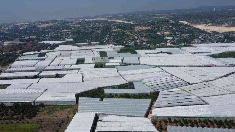 Yerlisi İthalden Yüzde 50 Daha Ucuz: Üreticilerden ’yerli Muz Tüketin’ Çağrısı