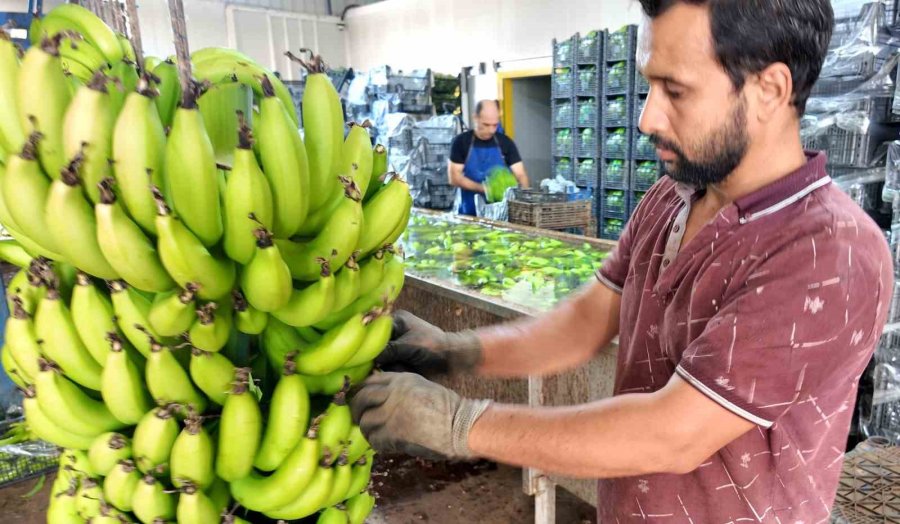 Yerlisi İthalden Yüzde 50 Daha Ucuz: Üreticilerden ’yerli Muz Tüketin’ Çağrısı
