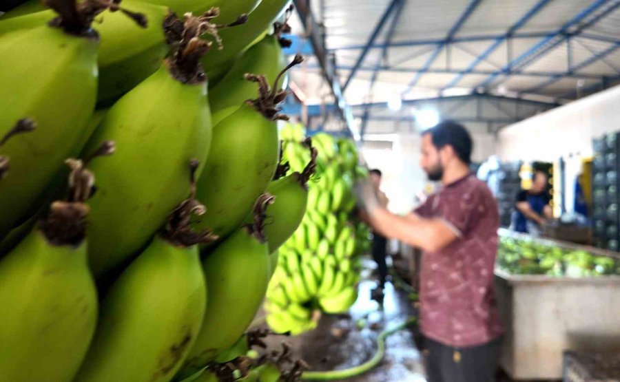 Yerlisi İthalden Yüzde 50 Daha Ucuz: Üreticilerden ’yerli Muz Tüketin’ Çağrısı