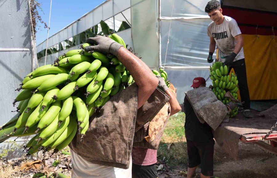 Yerlisi İthalden Yüzde 50 Daha Ucuz: Üreticilerden ’yerli Muz Tüketin’ Çağrısı