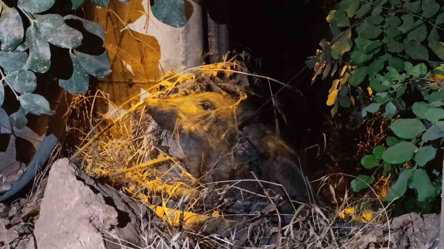 Alanya’da Elektrik Direğine Bağlı Yaralı Domuz Yavrusu Kurtarıldı