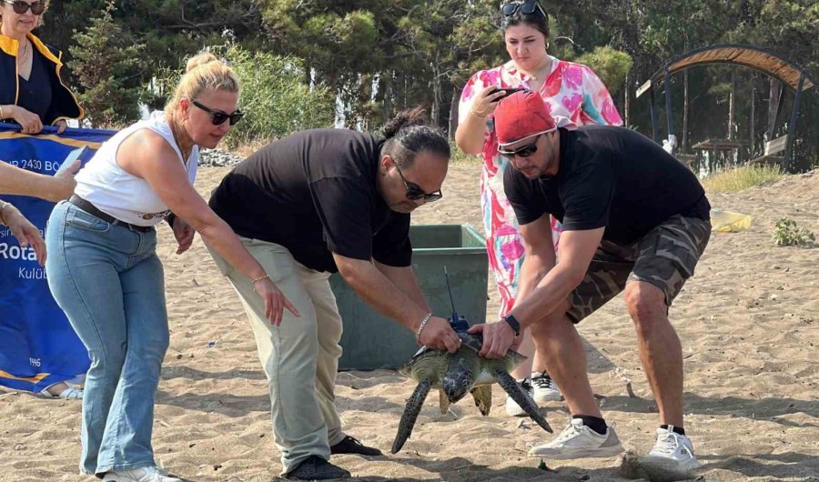 Mersin’de Uydu Takip Cihazı Takılan 2 Kaplumbağa Tekrar Denizle Buluştu