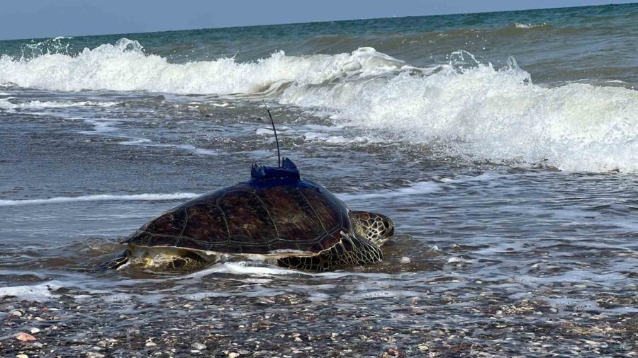 Mersin’de Uydu Takip Cihazı Takılan 2 Kaplumbağa Tekrar Denizle Buluştu