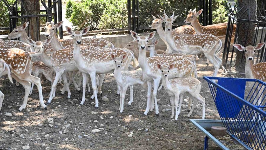 Tarsus Doğa Parkında Yavru Sevinci: Birçok Türde Doğum Gerçekleşti