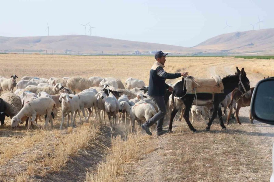 Tarlalar Arasındaki Koyun Sürülerinin Tozlu Yolculuğu