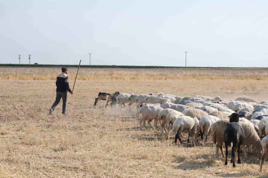 Tarlalar Arasındaki Koyun Sürülerinin Tozlu Yolculuğu