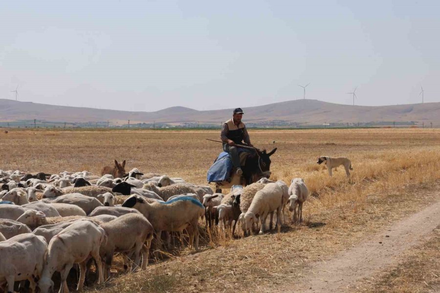 Tarlalar Arasındaki Koyun Sürülerinin Tozlu Yolculuğu