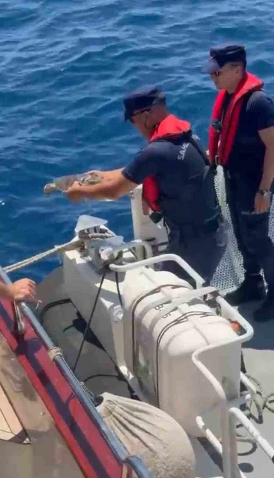 Alanya’da Çuvala Dolanan Caretta Carettayı Tur Teknesi Kaptanı Kurtardı