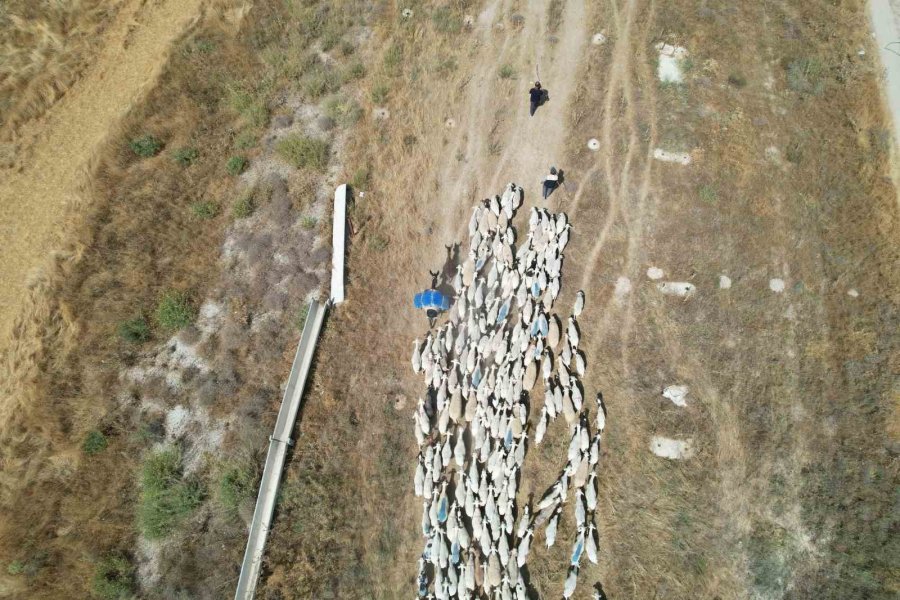 Tarlalar Arasındaki Koyun Sürülerinin Tozlu Yolculuğu