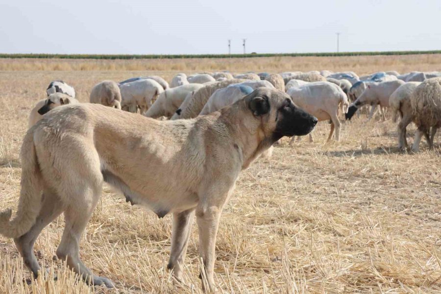 Tarlalar Arasındaki Koyun Sürülerinin Tozlu Yolculuğu