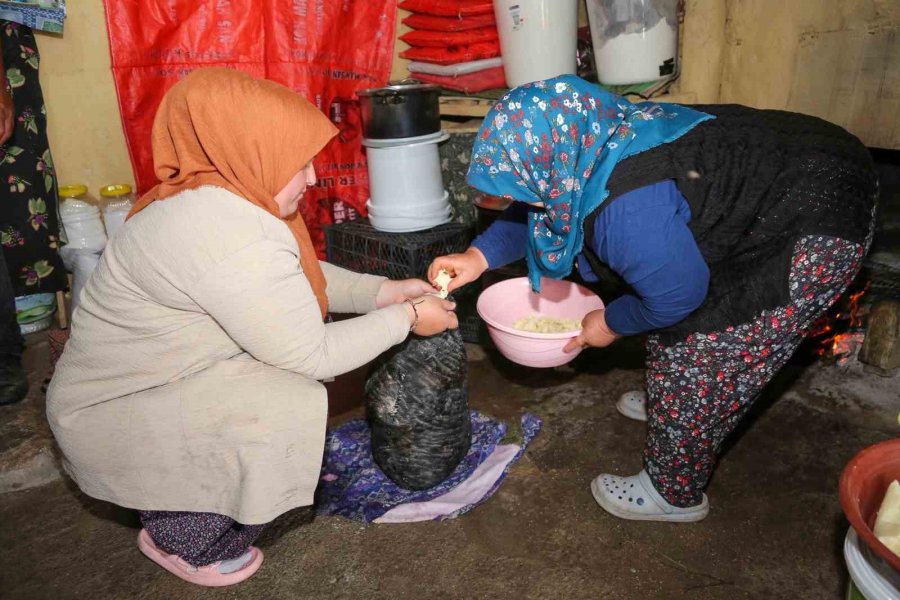 Tuluk Peynirleri Mağaraya Dinlenmeye Bırakıldı
