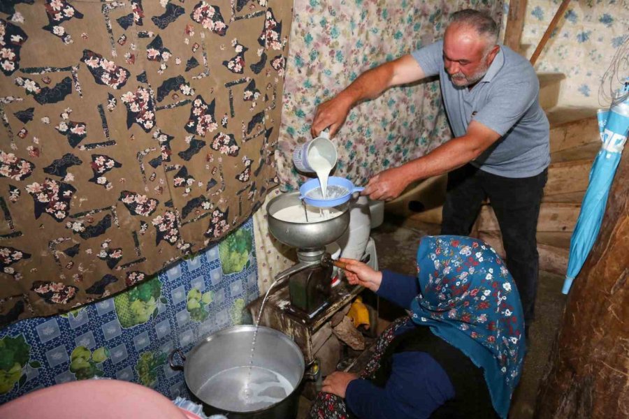 Tuluk Peynirleri Mağaraya Dinlenmeye Bırakıldı