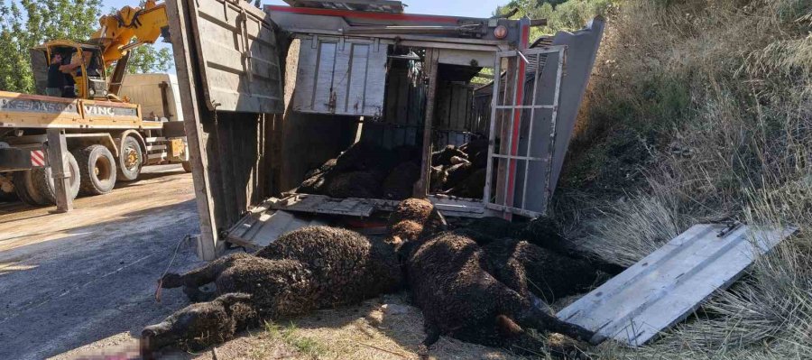 Mersin’de Büyükbaş Hayvan Yüklü Tır Devrildi: Çok Sayıda Hayvan Telef Oldu