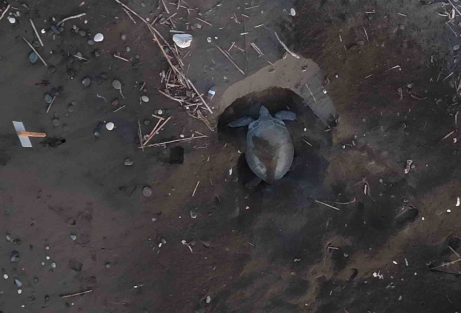 Caretta Cerattaların Yuvalama Alanındaki Kıyıya Batık Tekne Vurdu