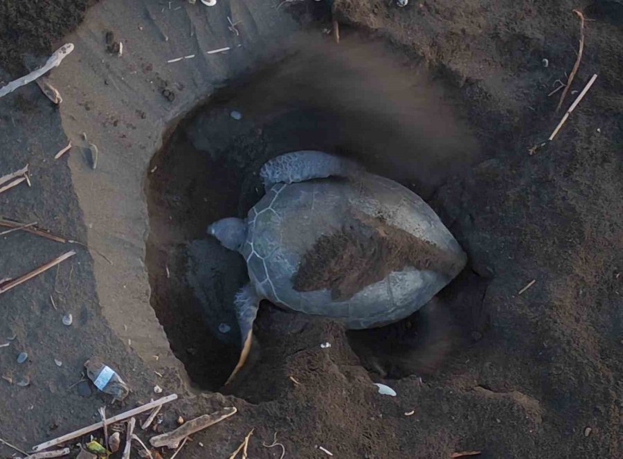 Caretta Cerattaların Yuvalama Alanındaki Kıyıya Batık Tekne Vurdu