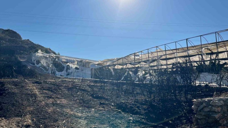 Alanya’da Orman Yangını Muz Seralarına Sıçradı: 17 Hektarlık Alan Zarar Gördü
