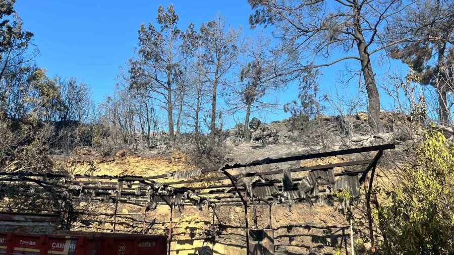 Alanya’da Orman Yangını Muz Seralarına Sıçradı: 17 Hektarlık Alan Zarar Gördü