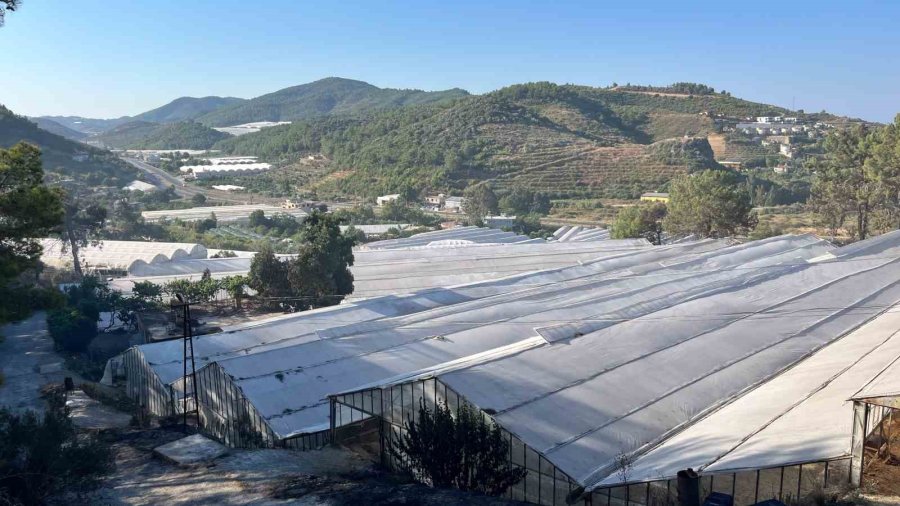 Alanya’da Orman Yangını Muz Seralarına Sıçradı: 17 Hektarlık Alan Zarar Gördü