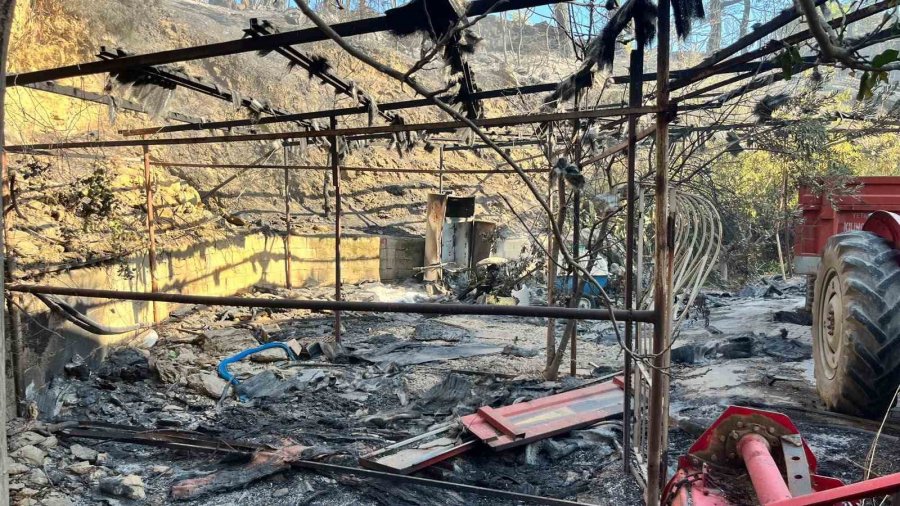 Alanya’da Orman Yangını Muz Seralarına Sıçradı: 17 Hektarlık Alan Zarar Gördü