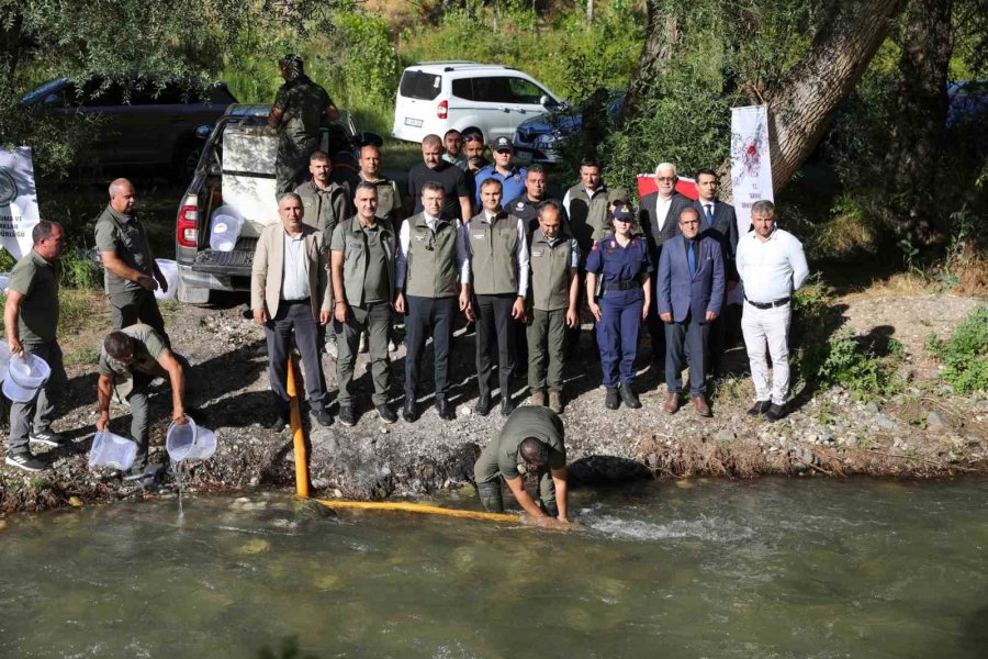 Ecemiş Çayı’na 15 Bin Alabalık Yavrusu Bırakıldı