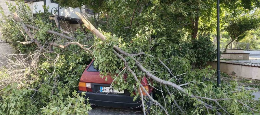 Fırtına Ağaçları Araçların Üzerine Devirdi, Tekneyi Kıyıya Vurdu