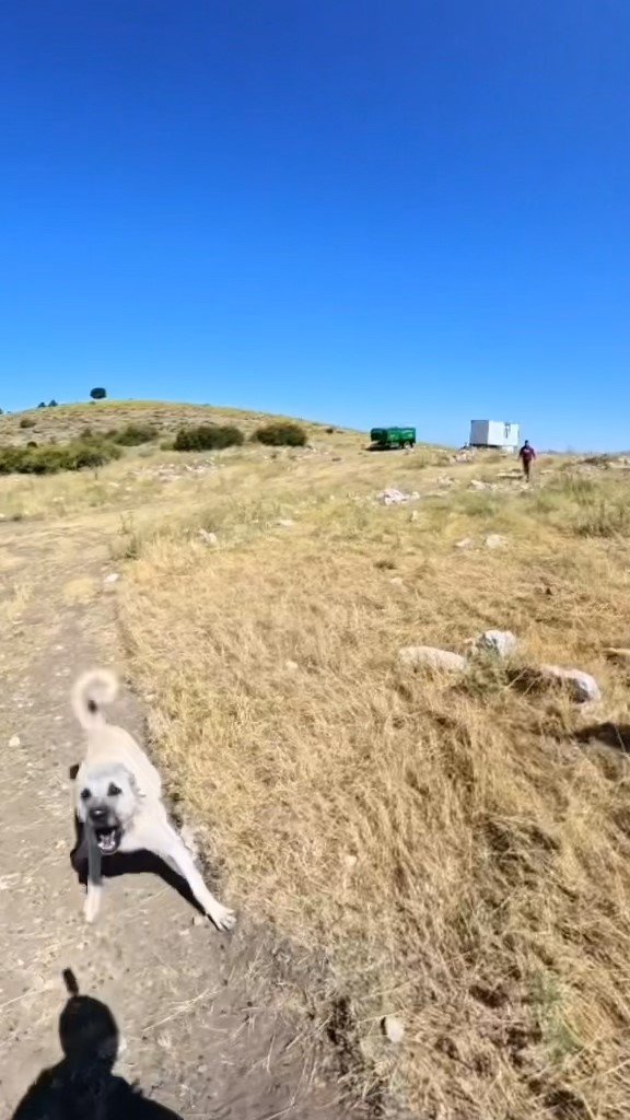 Aladağlar’da Base Jump Sporcusuna Çoban Köpekleri Saldırdı