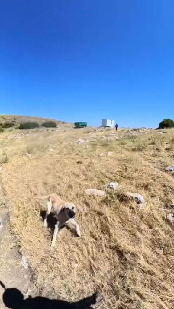 Aladağlar’da Base Jump Sporcusuna Çoban Köpekleri Saldırdı