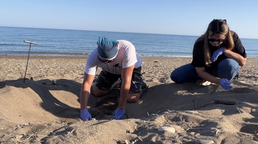 Mersin’de Sezonun İlk Deniz Kaplumbağası Yavruları Akdeniz’e Ulaştı