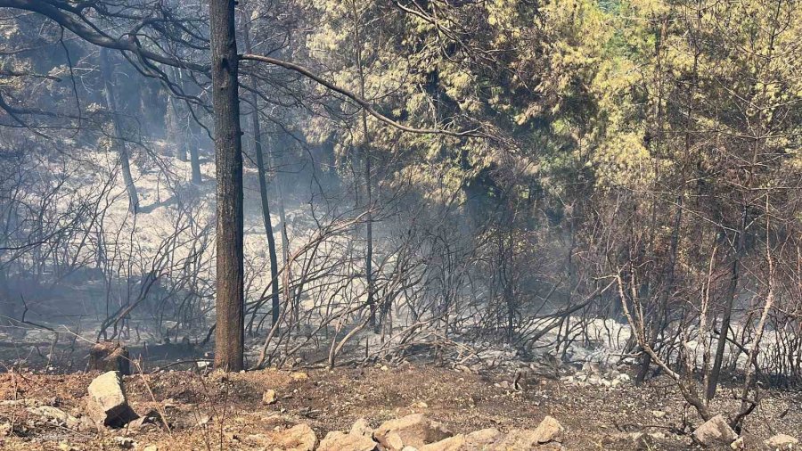 Alanya’da Orman Yangını 3 Saatte Kontrol Altına Alındı
