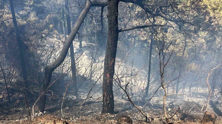 Alanya’da Orman Yangını 3 Saatte Kontrol Altına Alındı