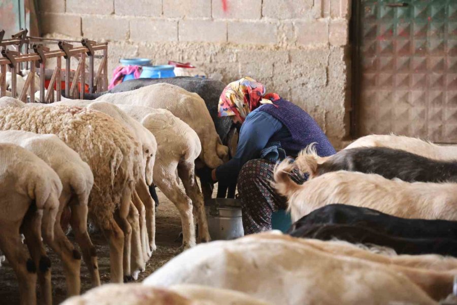 Dağdan Gelen Koyunlardan Elle Sağılan Süt, Kadınların Emeğiyle Geçim Kaynağına Dönüşüyor