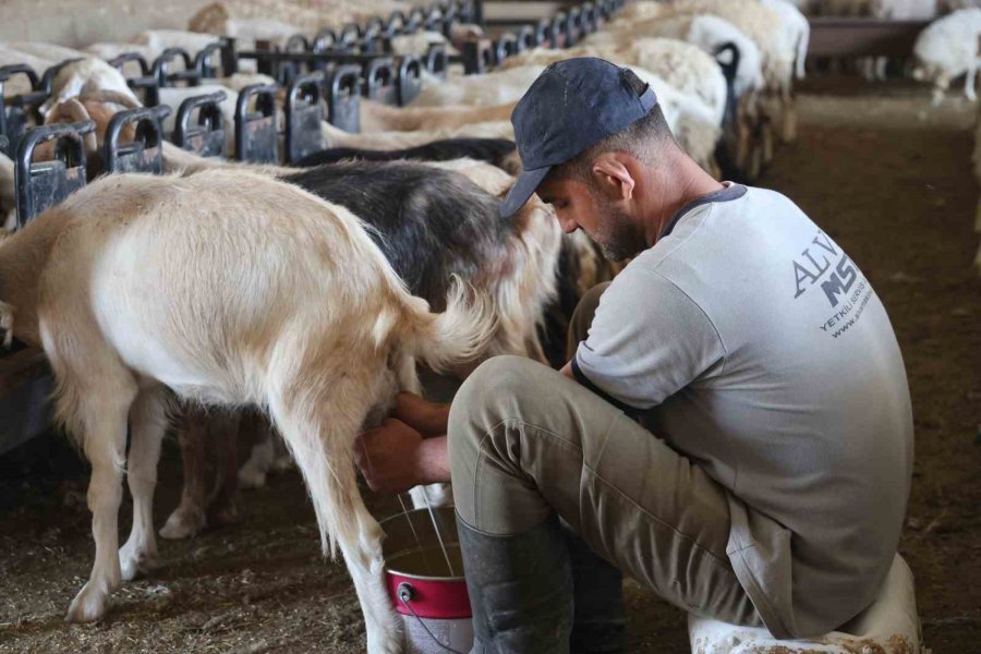 Dağdan Gelen Koyunlardan Elle Sağılan Süt, Kadınların Emeğiyle Geçim Kaynağına Dönüşüyor