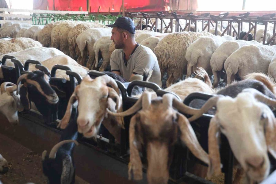 Dağdan Gelen Koyunlardan Elle Sağılan Süt, Kadınların Emeğiyle Geçim Kaynağına Dönüşüyor