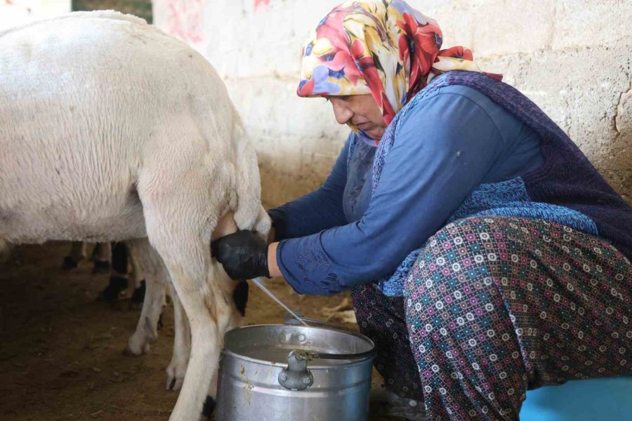 Dağdan Gelen Koyunlardan Elle Sağılan Süt, Kadınların Emeğiyle Geçim Kaynağına Dönüşüyor
