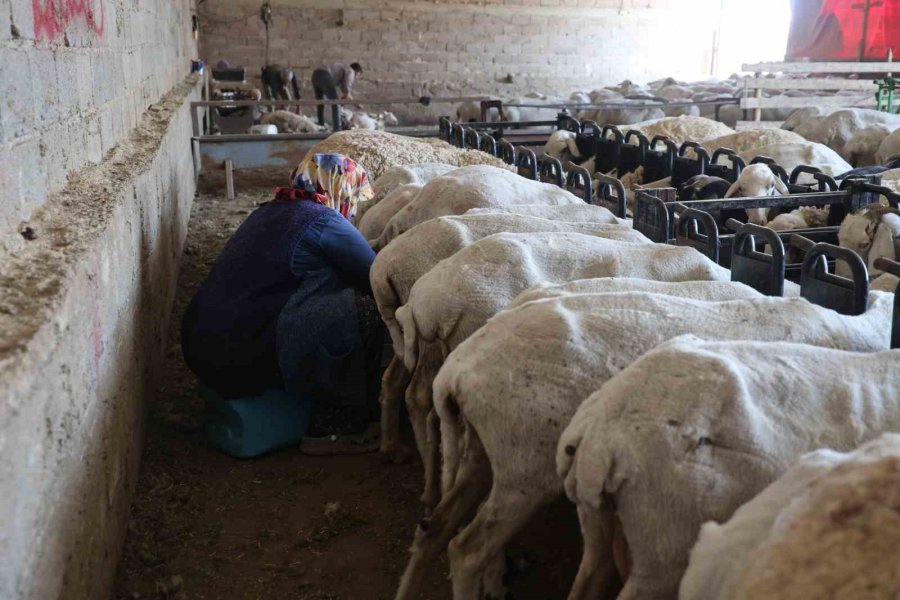 Dağdan Gelen Koyunlardan Elle Sağılan Süt, Kadınların Emeğiyle Geçim Kaynağına Dönüşüyor
