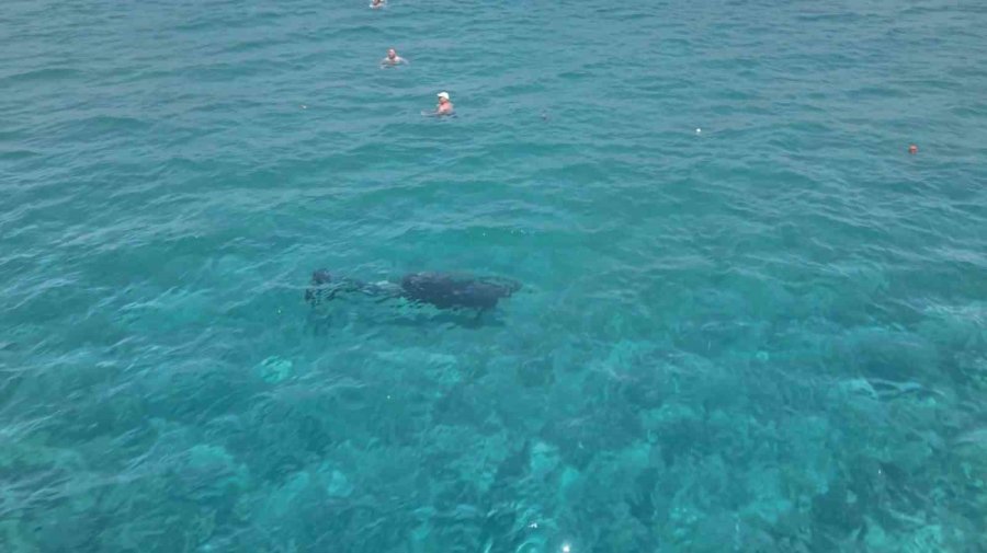 Alanya’da Kıyıya Yaklaşan Yunus Turistlerle Yüzdü