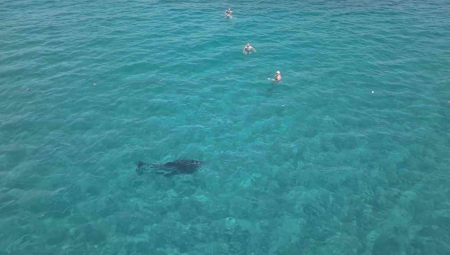 Alanya’da Kıyıya Yaklaşan Yunus Turistlerle Yüzdü