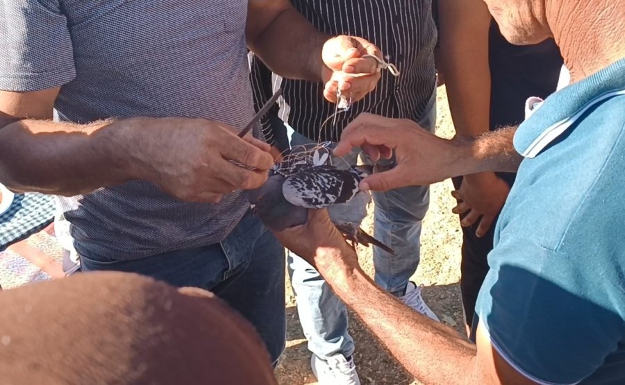 Şahin Tuzağına Yem Amaçlı Bağlanan Güvercini Vatandaşlar Kurtardı