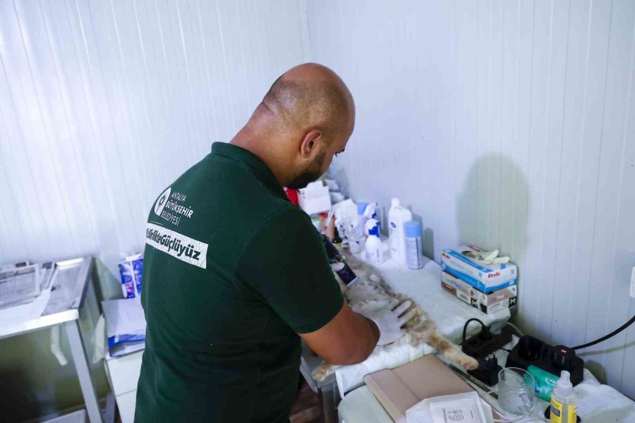 Büyükşehrin Sahipsiz Sokak Kedilerine Özel Mobil Kısırlaştırma Hizmeti